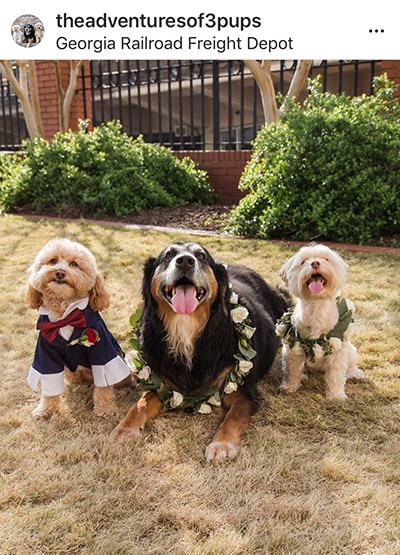 Love me Love my Dog บางทีก็เลือกไม่ได้ แนะนำว่าให้เลือกรักทั้งหมา และเจ้าของ